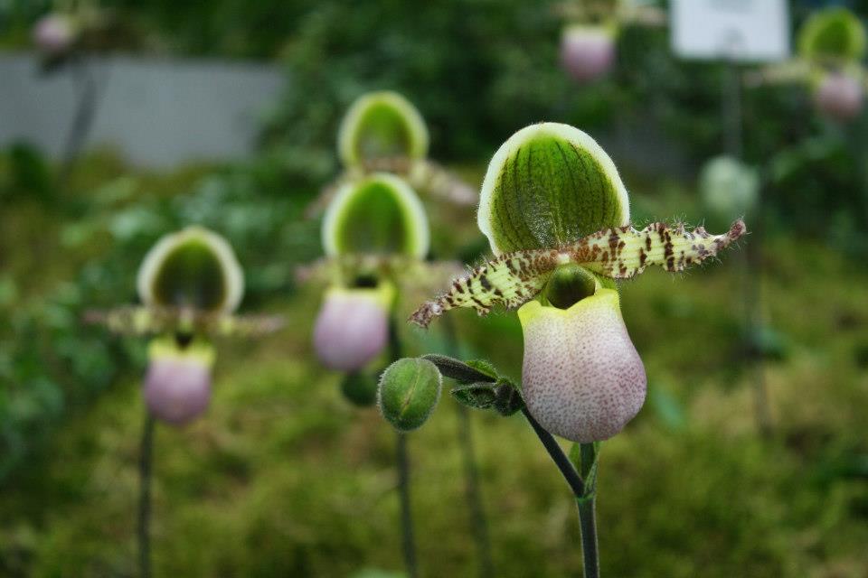 Orchideen gießen