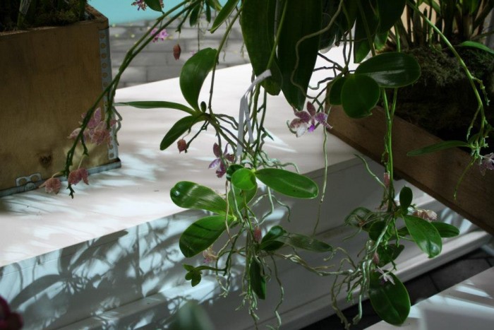 Ein sehr kindelfreudiges Exemplar einer Phalaenopsis bastianii mit mehreren Stielkindeln an den Blütentrieben.