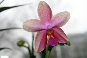Phalaenopsis Liodora 