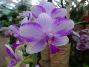 Phalaenopsis Mozart