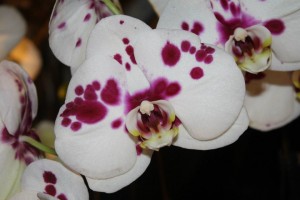 Phalaenopsis Sogo Bomb