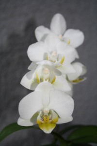 Phalaenopsis T. Christopher Ching Ann