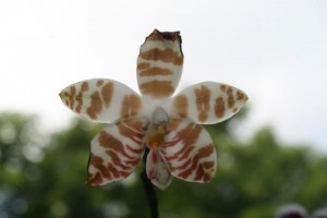 Phalaenopsis amboinensis common