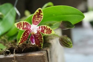 Phalaenopsis corningiana x amboinensis