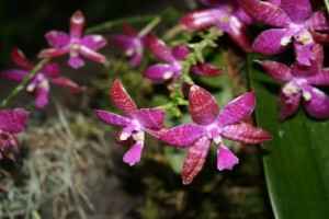 Phalaenopsis lueddemanniana Gig