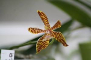 Phalaenopsis mannii x hieroglyphica