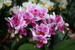 Orchideen wieder zum Blühen bringen