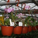 Orchideenhändler