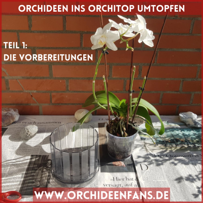 Orchidee ins Orchitop umtopfen Vorbereitungen