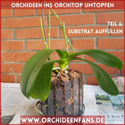 Orchidee ins Orchitop umtopfen Substrat auffüllen