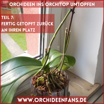 Orchidee ins Orchitop umtopfen Orchidee zurück an ihren Platz stellen