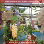 Dendrobium Ausstellungspflanze