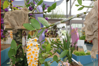 Dendrobium Ausstellungspflanze