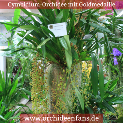 Prämierte Cymbidium-Orchidee auf einer Orchideenausstellung.