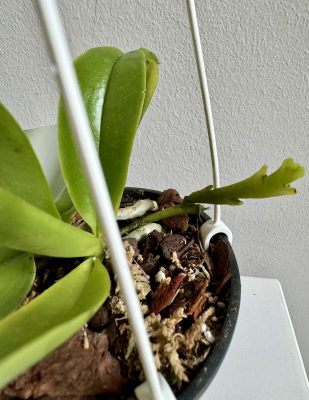 Phalaenopsis cornu-cervi var. chattaladae Blütentrieb