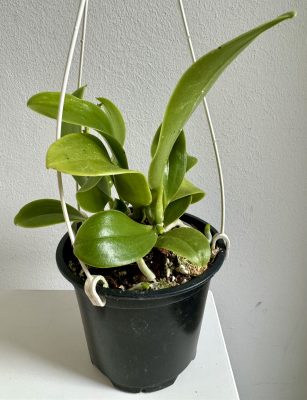 Phalaenopsis pulchra