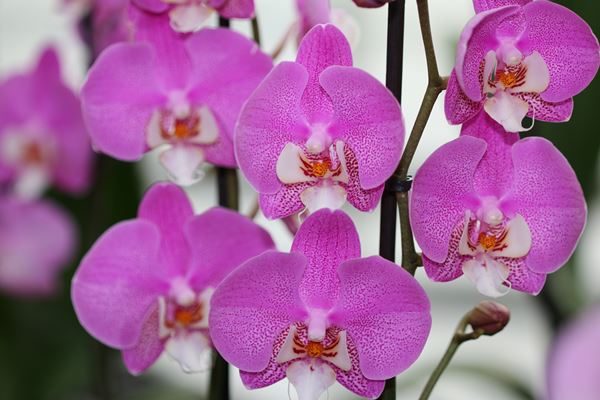 Orchideenerde Erde f Orchideen 10 Ltr Premium Profi Linie Substrat Phalaenopsis 
