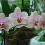 Phalaenopsis Multihybride
