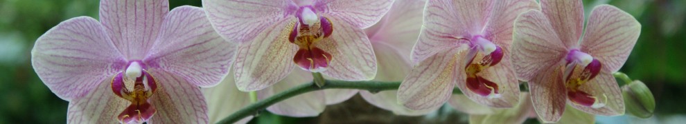 Phalaenopsis Multihybride