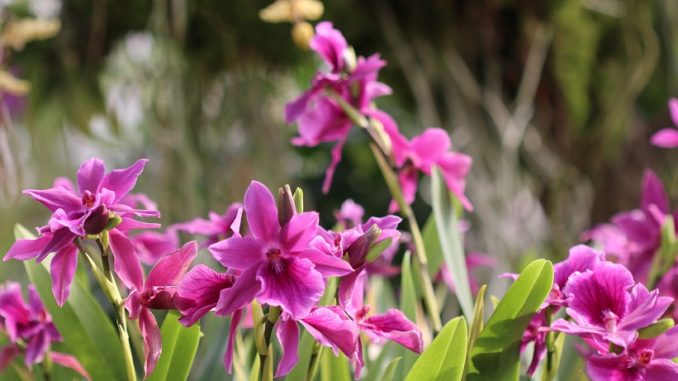 Dresdner Ostern Aussteller Der Orchideenschau Stehen Fest