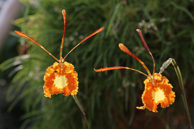 Psychopsis Hybride NEW mit Blütentrieb XL Pflanze Orchidee Orchideen 