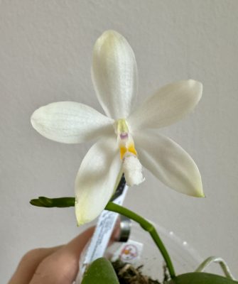 Phalaenopsis tetraspis C2