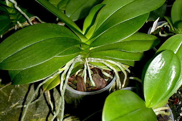 Viele luftwurzeln bei orchideen