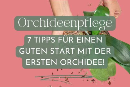 7 Tipps zur Pflege der ersten Orchidee