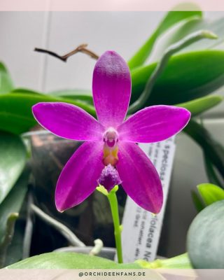 Orchideenpflege im Dezember
