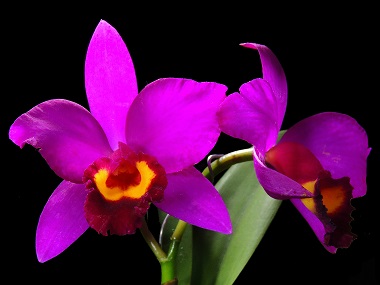 Beispielbild Blüte Pot. Hsinying Dream Foto: Röllke Orchideen